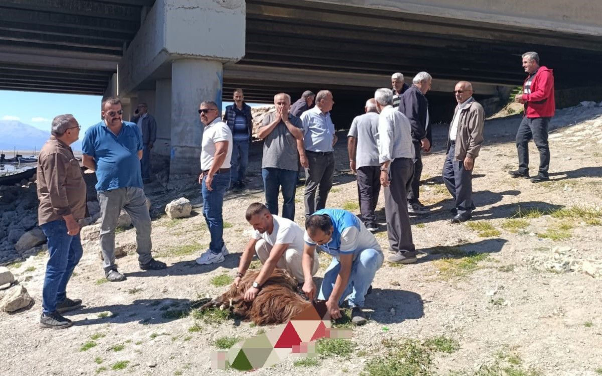 Konyada Beyşehir Gölü Kurudu: Balıkçılar Dua Edip Kurban Kesti