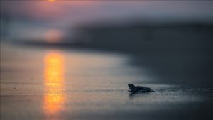 Mersin’de 210 Bin Kaplumbağa Yavrusu Denizle Buluşuyor: Doğanın Muhteşem Gösterisi