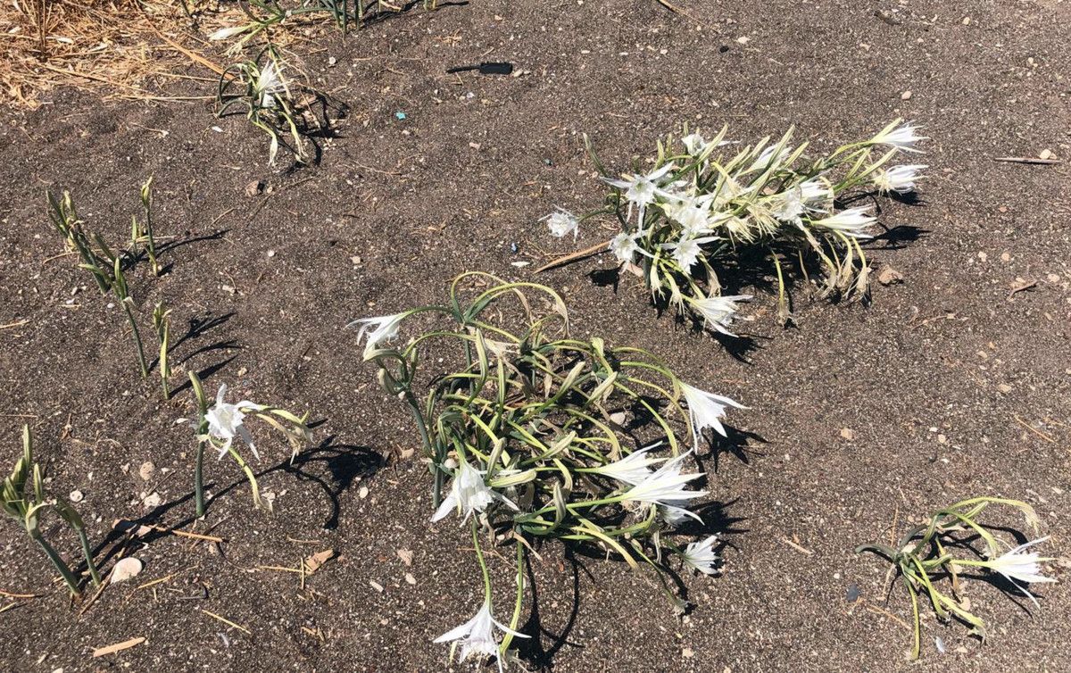 Sahilde Çevreye Duyarlı Ziyaretçilerden Gelen İlginç Gözlemler