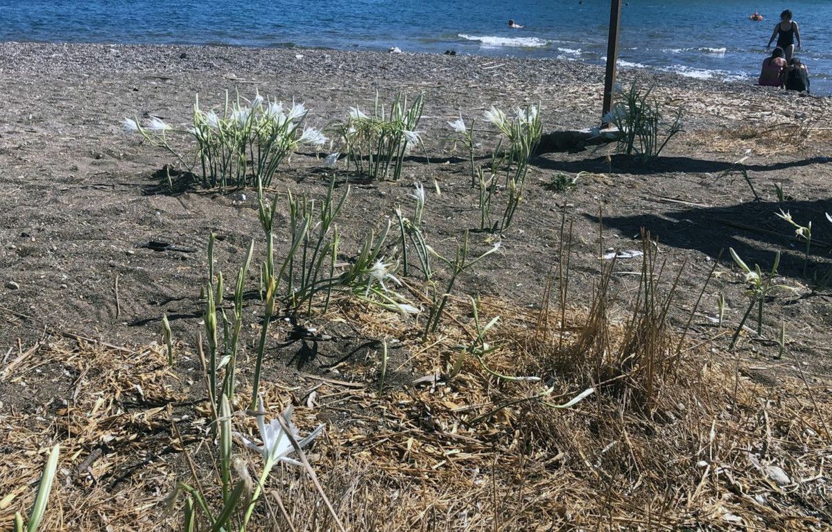 Sahilde Çevreye Duyarlı Ziyaretçilerden Gelen İlginç Gözlemler