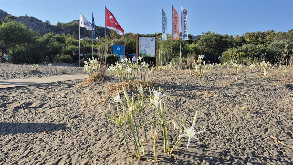 Doğal Yaşam ve Görsel Şölen