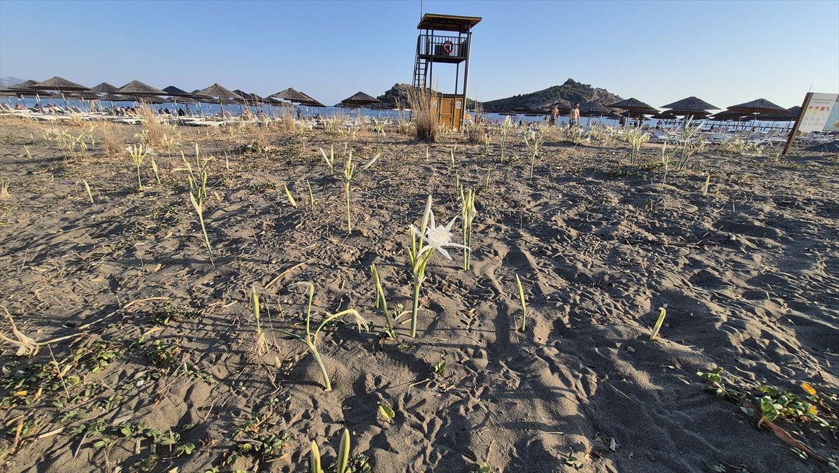 Muğla'da Kum Zambakları Görüldü: Koparmanın Cezası 380 Bin Lira ile Yüksek