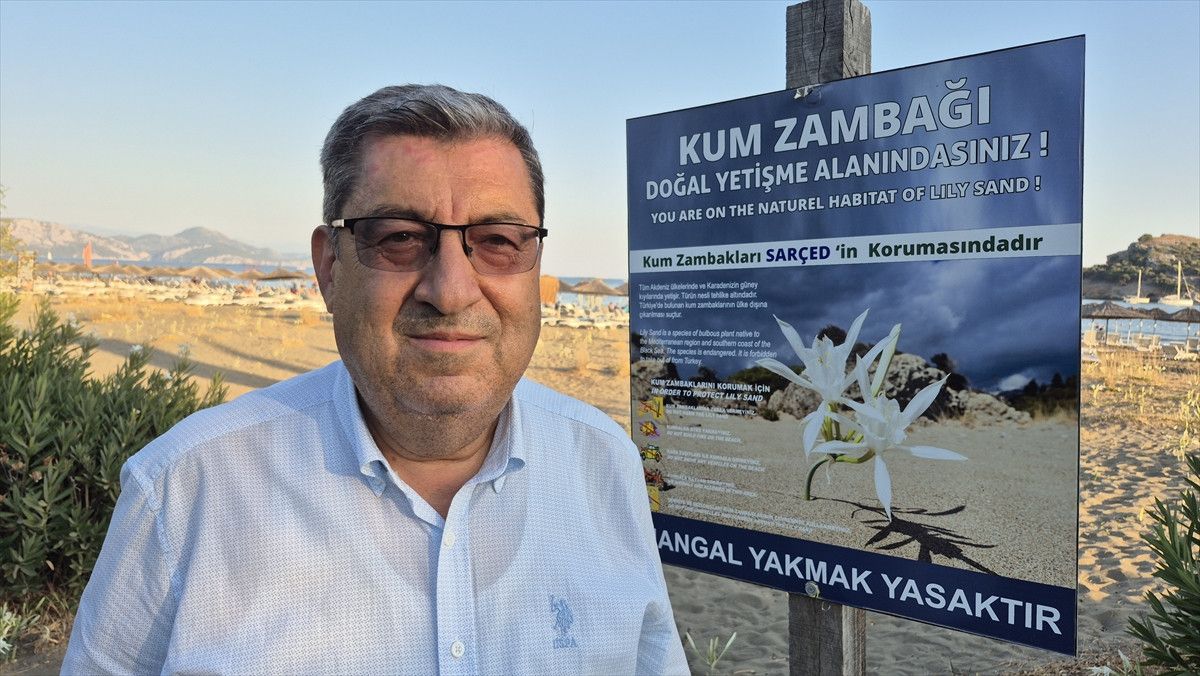 Muğla'da Kum Zambakları Görüldü: Koparmanın Cezası 380 Bin Lira ile Yüksek