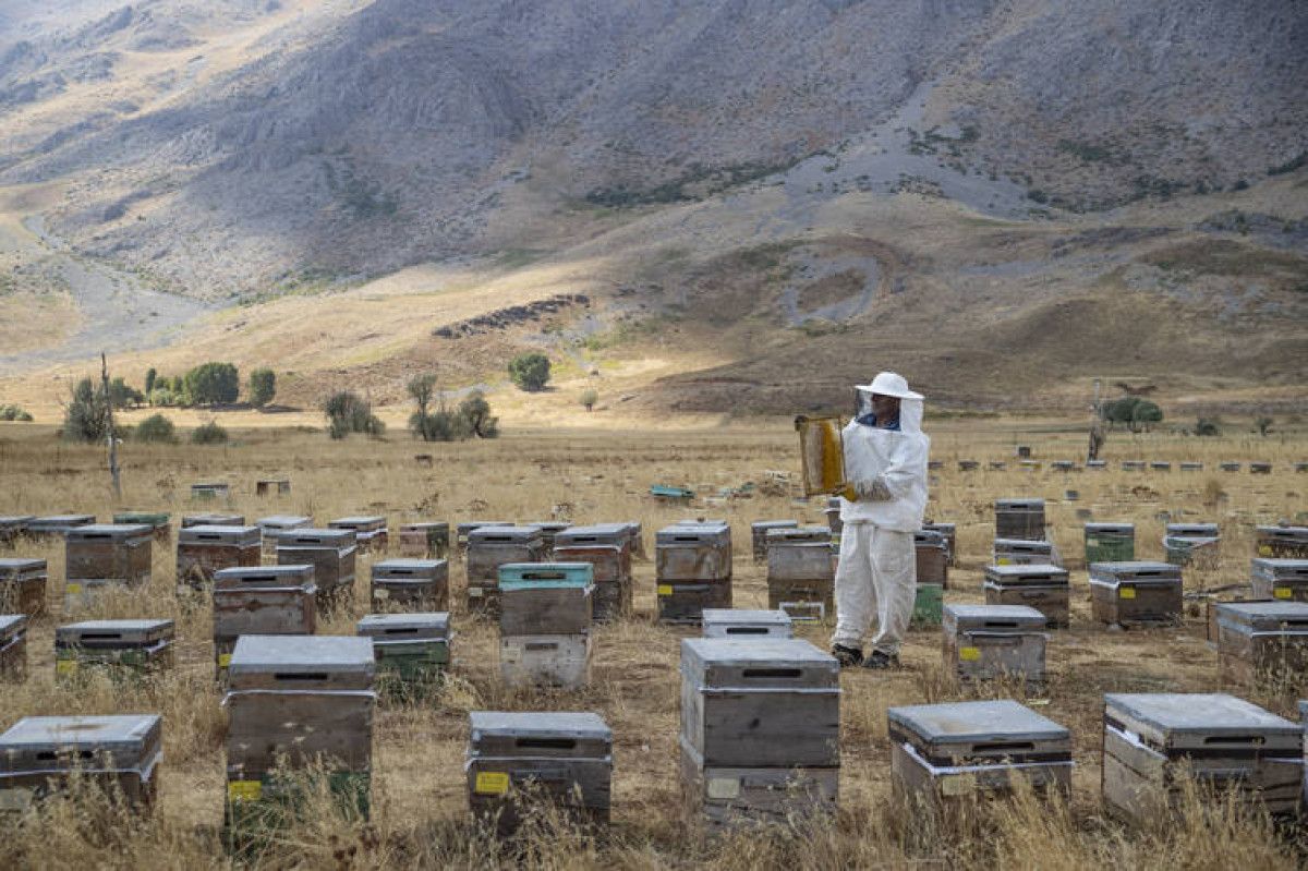 Munzur Dağları’nda Arıcılık Sezonu Açıldı: Bal Hasadı Başladı