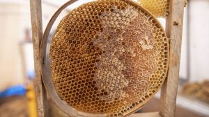 Munzur Dağları’nda Arıcılık Sezonu Açıldı: Bal Hasadı Başladı