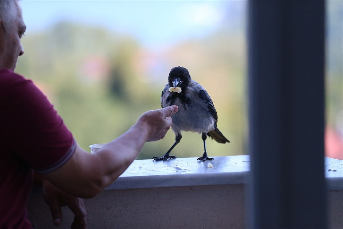 Orduda Fındık İkram Eden Kargayla Sıcak Dostluk Kuruldu