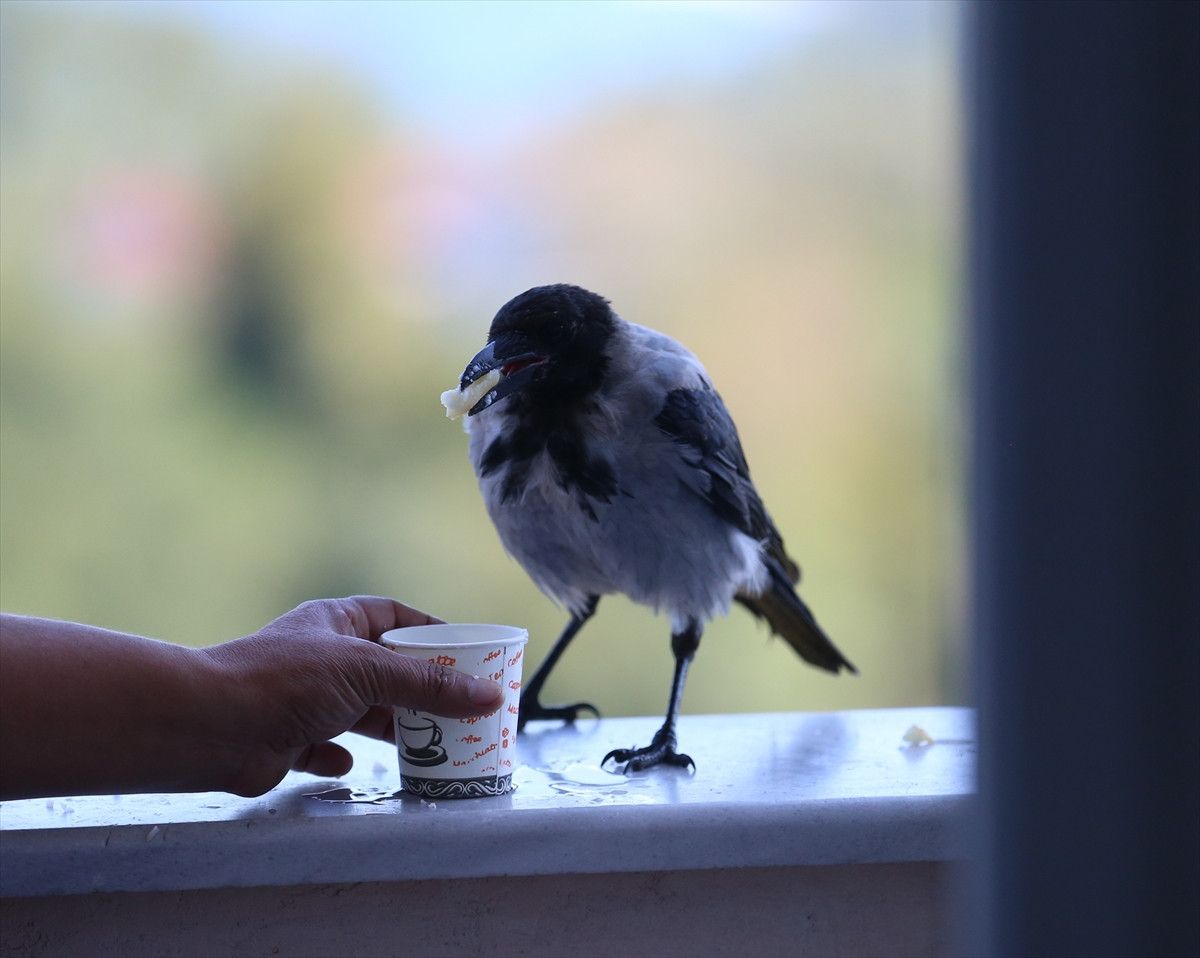 Orduda Fındık İkram Eden Kargayla Sıcak Dostluk Kuruldu