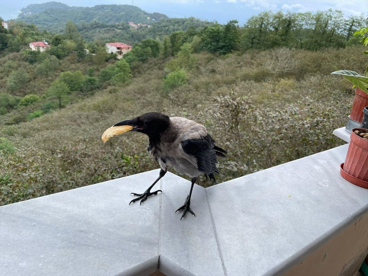 Orduda Fındık İkram Eden Kargayla Sıcak Dostluk Kuruldu