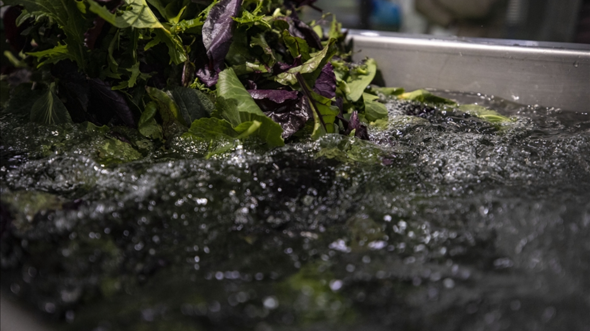 Sağlığınızı Koruyun: Sebze ve Meyvelerdeki Pestisit Kalıntılarına Son