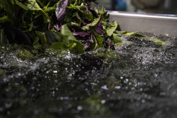 Sağlığınızı Koruyun: Sebze ve Meyvelerdeki Pestisit Kalıntılarına Son