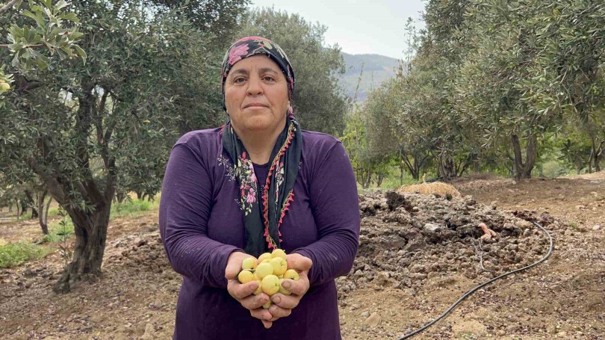 Alıç Hasadındaki Güncel Durum ve Çiftçinin Görüşleri