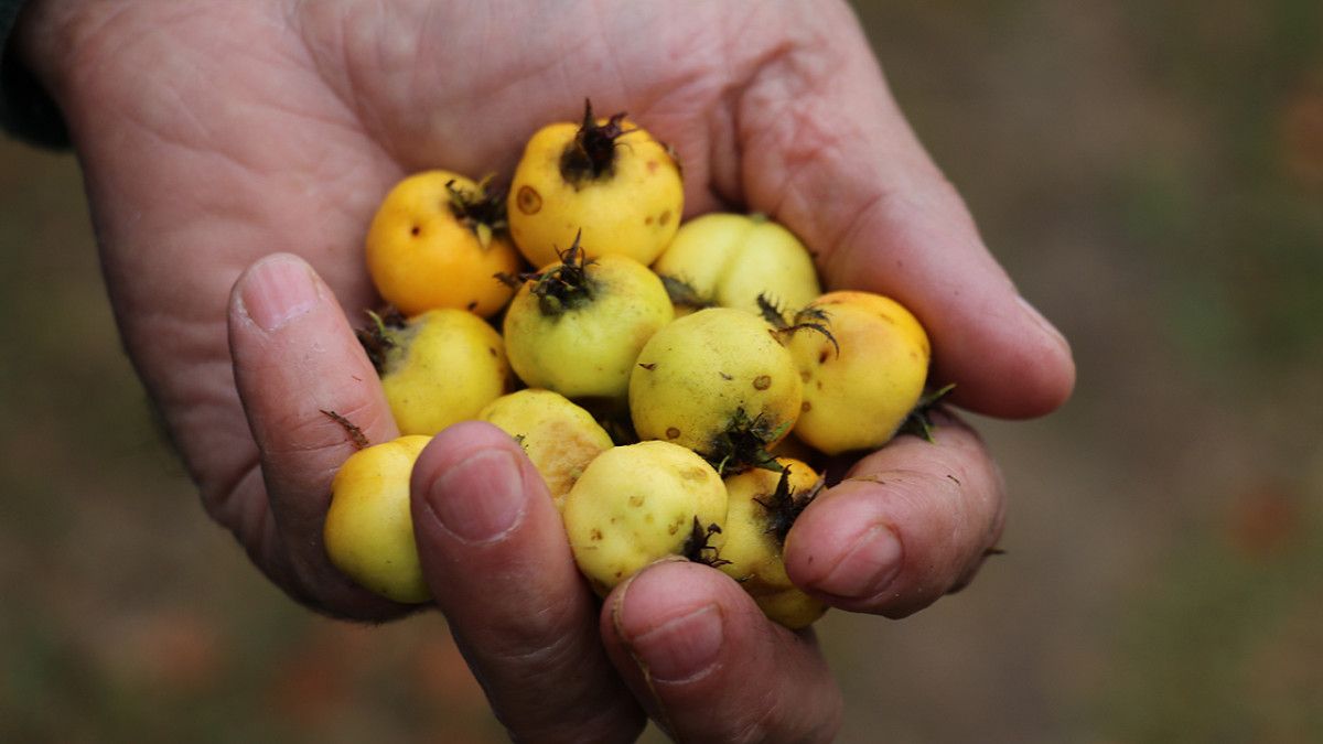 Alıç Hasadındaki Güncel Durum ve Çiftçinin Görüşleri