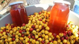 Şifa Hasadı Başladı: Kilosu 200 TL ile Sağlık Dolu Bir Sezon