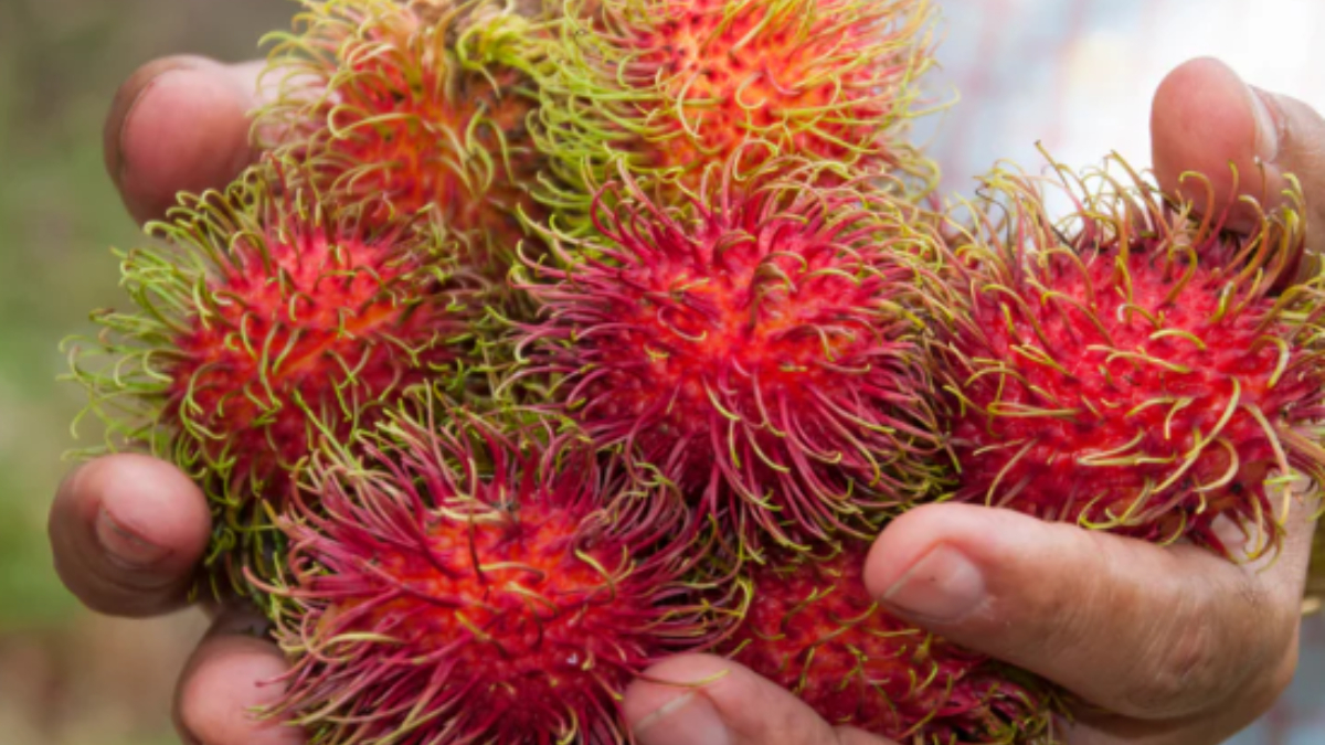 Gizemli Faydalar ve Sağlık Etkileri