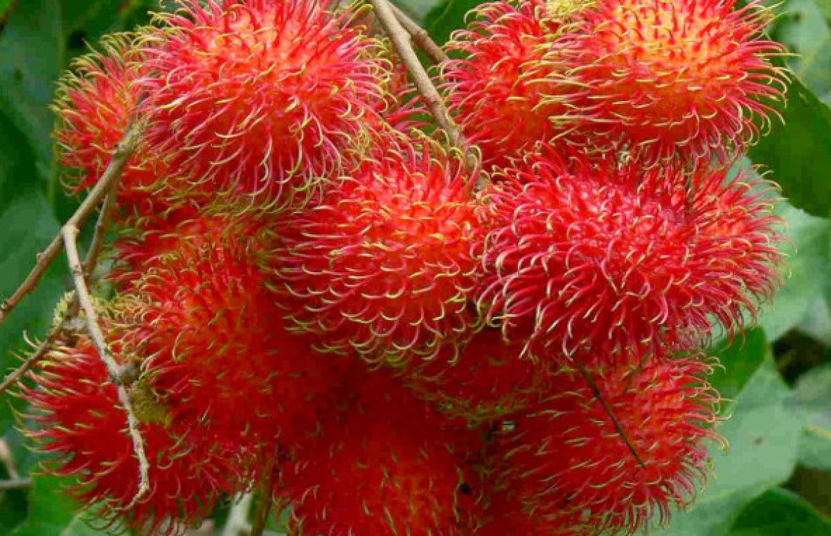 Gizemli Faydalar ve Sağlık Etkileri