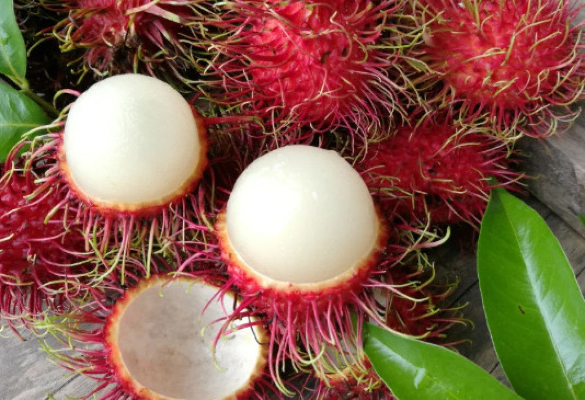 Gizemli Faydalar ve Sağlık Etkileri