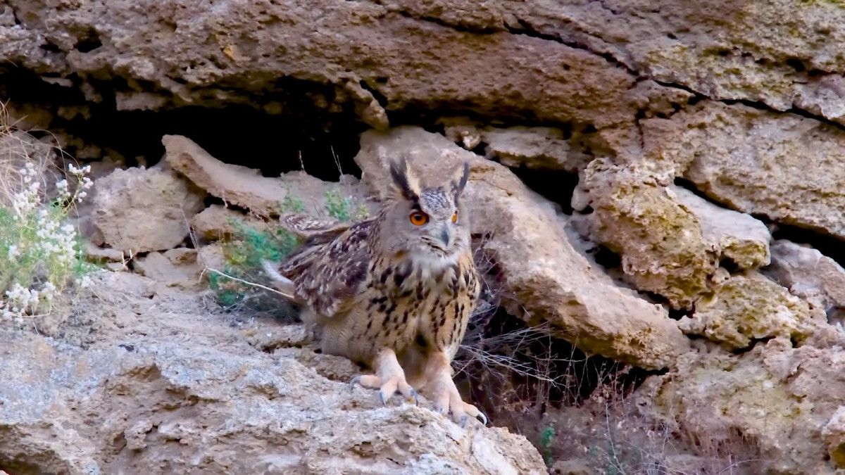 Sivas'ta Görüntülenmiş Türkiye’nin En Büyük Baykuşu ‘Puhu’ İle Buluşma