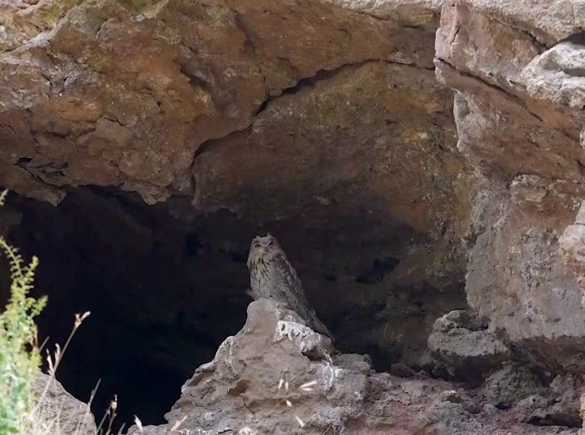 Sivas'ta Görüntülenmiş Türkiye’nin En Büyük Baykuşu ‘Puhu’ İle Buluşma