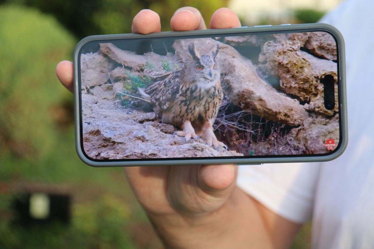 Sivas'ta Görüntülenmiş Türkiye’nin En Büyük Baykuşu ‘Puhu’ İle Buluşma