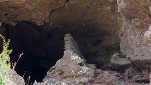 Sivas’ta Görüntülenmiş Türkiye’nin En Büyük Baykuşu ‘Puhu’ İle Buluşma