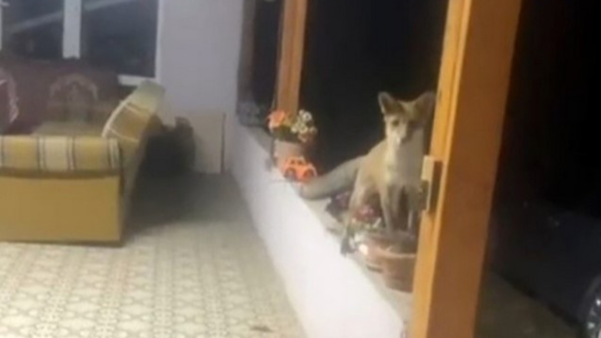 Tekirdağ'da Tilki ile Neşeli ve Gülümseten Sohbet