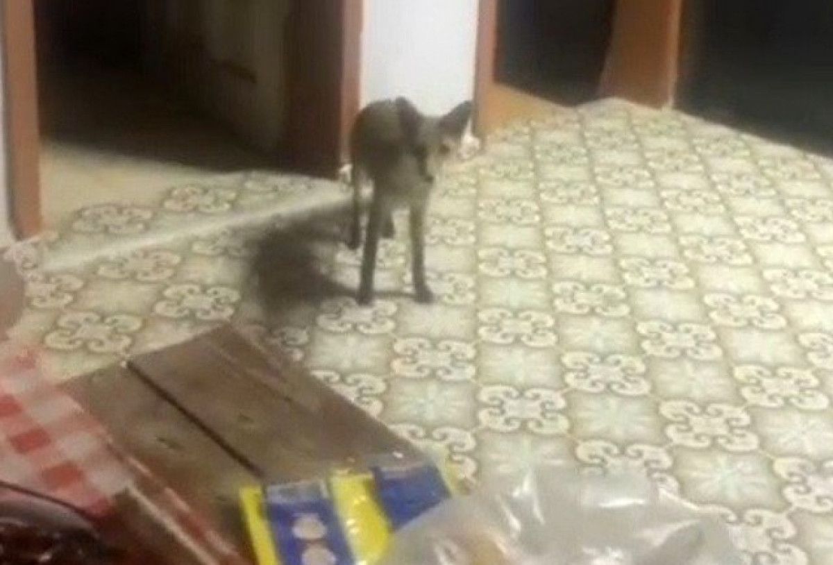 Tekirdağ'da Tilki ile Neşeli ve Gülümseten Sohbet