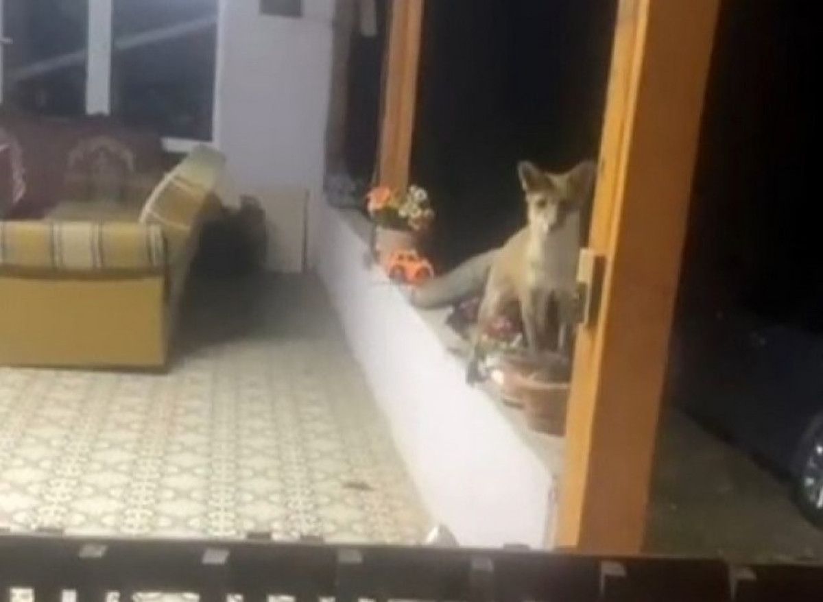 Tekirdağ'da Tilki ile Neşeli ve Gülümseten Sohbet