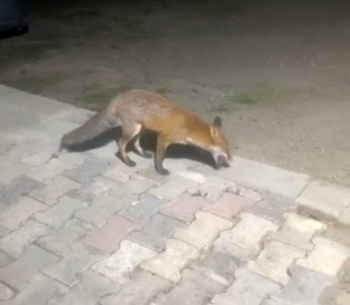 Tekirdağ'da Tilki ile Neşeli ve Gülümseten Sohbet