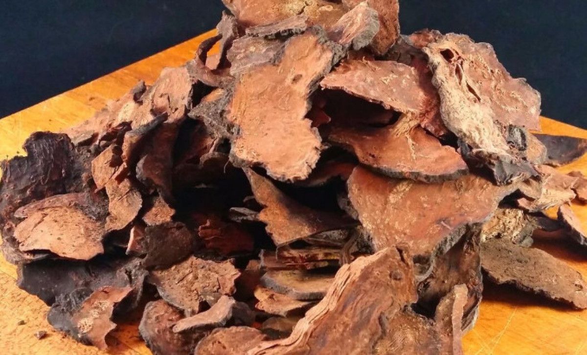 Uzun Ömür İçin Doğal Bir Sır: Fo-Ti Bitkisi