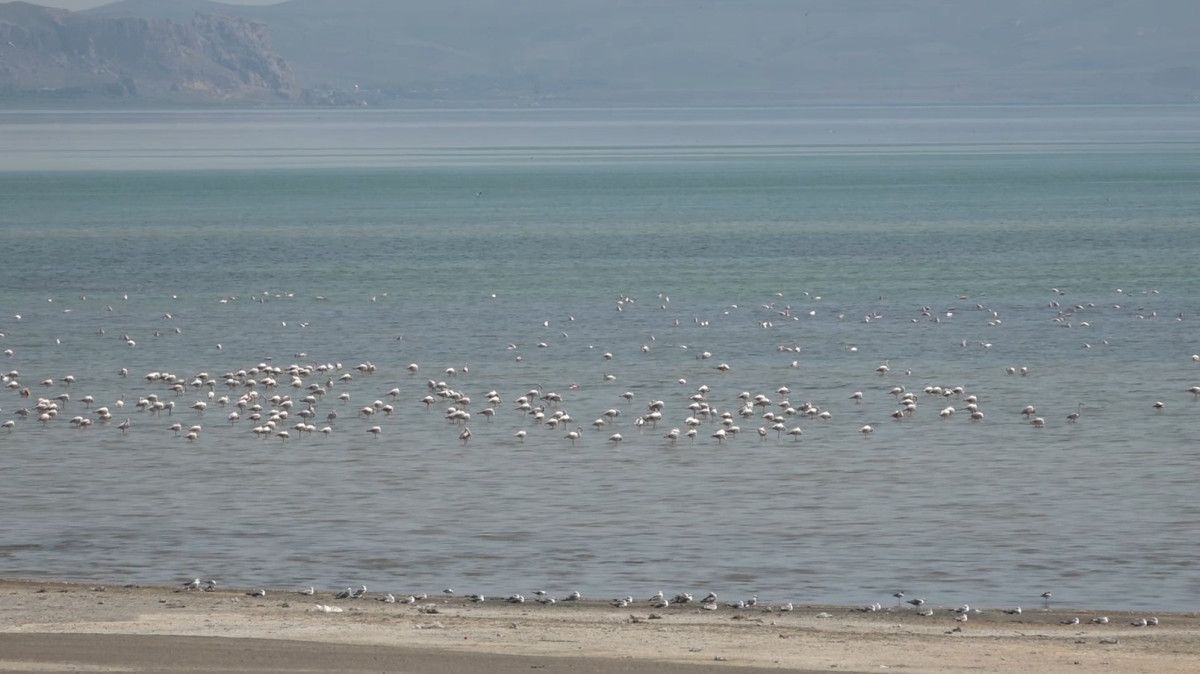 Van Gölü Havzası'nın Büyüleyici Misafirperverliği