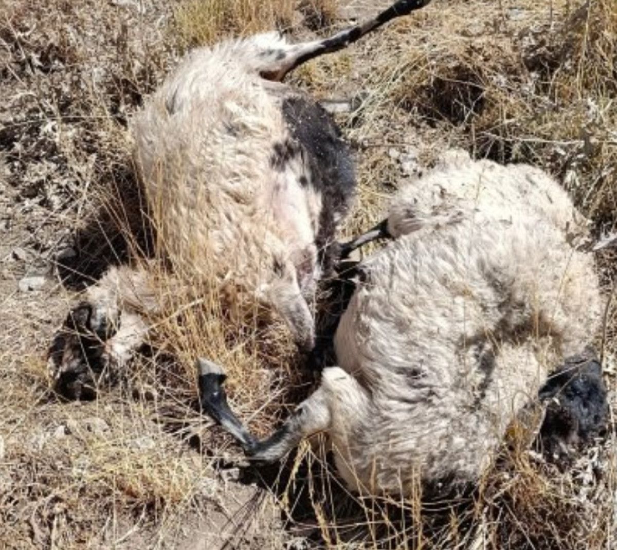 Çiftçilerin Durumu ve Yetkililere Başvuru Süreci