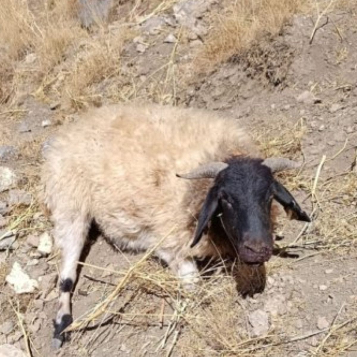 Vanda Kurtların Saldırısı Sonucu 70 Koyun Telef Oldu: Çiftçi Mahsur Kaldı