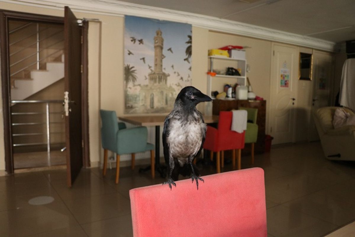 Uçma Yeteneklerini Geliştirme Çabası