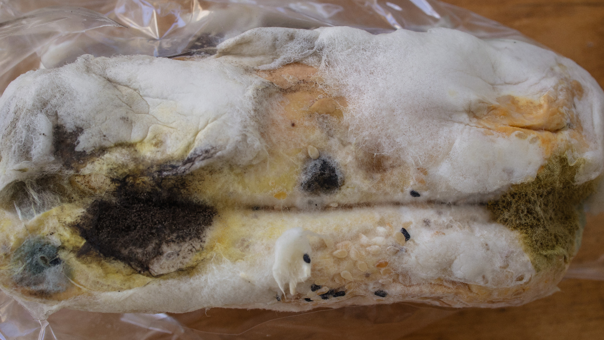 Yumuşak ve Gözenekli Meyveler