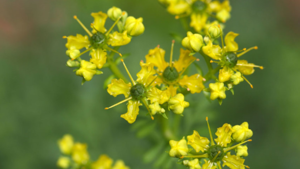 Sindirim Sistemi ve Mide Sağlığı Üzerindeki Etkileri