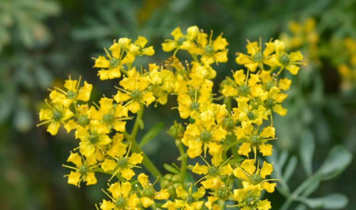 Adet Döngüsü ve Kadın Sağlığı