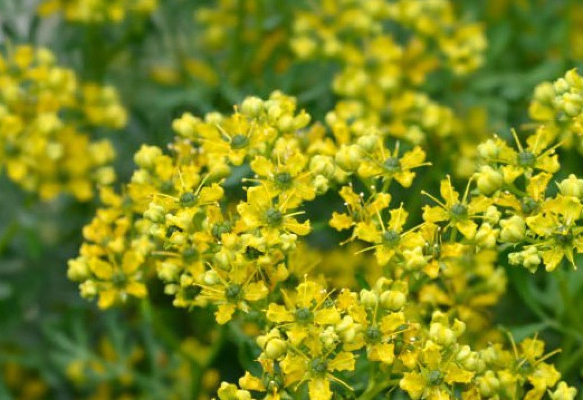 Kaslar ve Sinir Sistemi