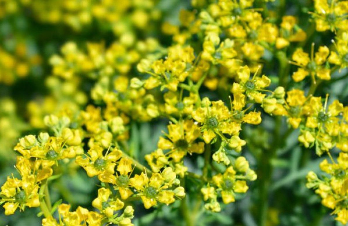 Bağırsak Sağlığı ve Parazitler