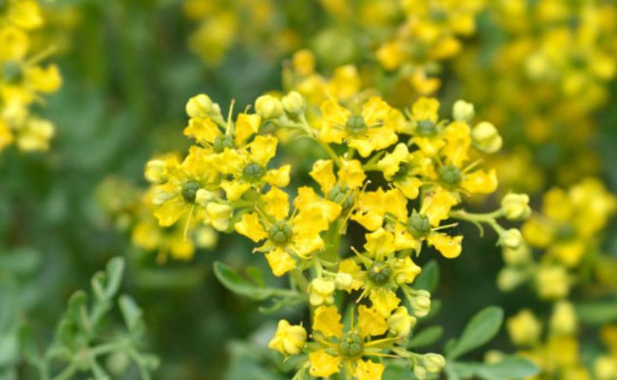 Doğal Böcek Kovucu ve Antiseptik Özellikler