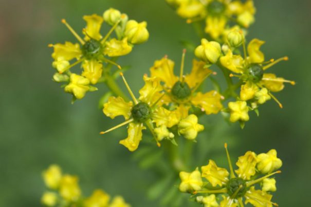 Yüzyıllardır Şifa Kaynağı: Sedef Otu