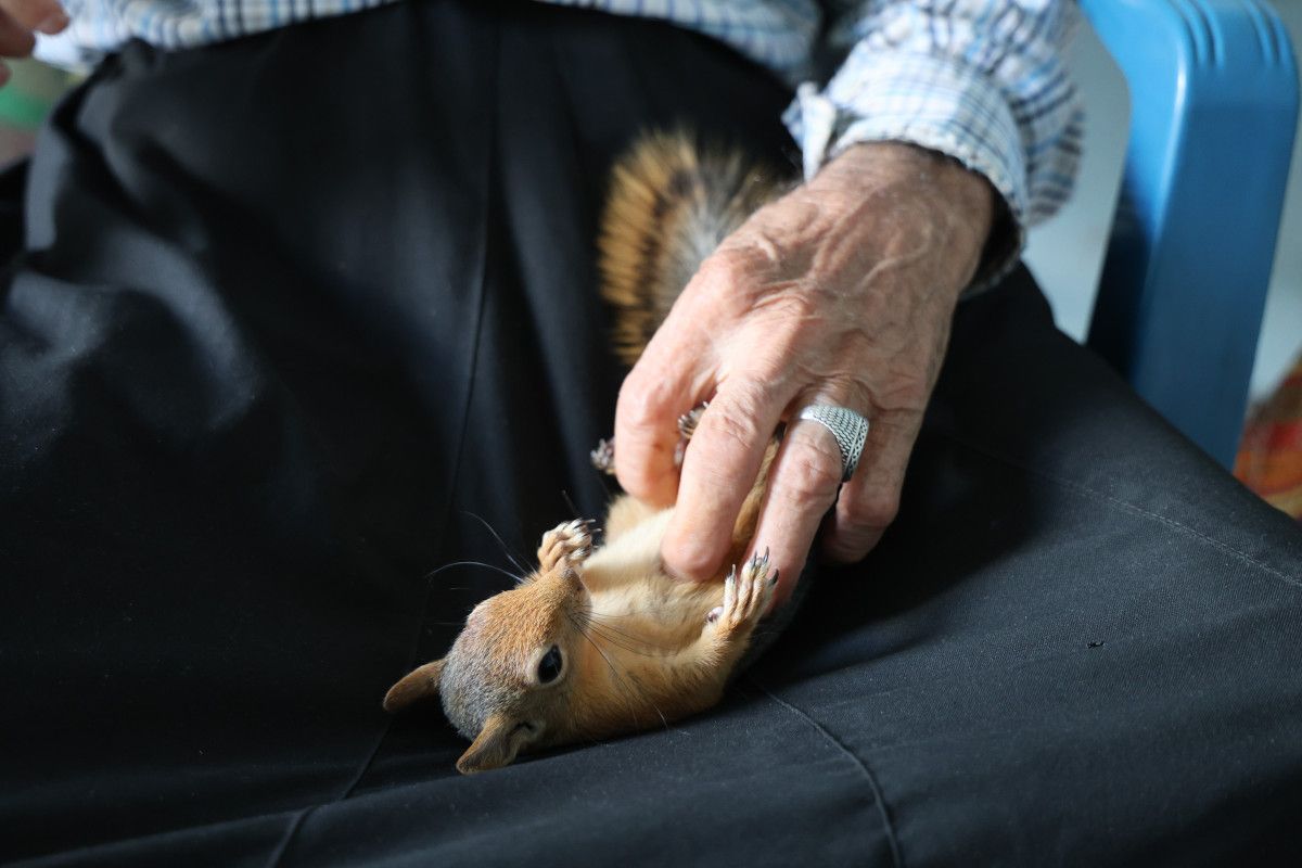 Adana'da Yalnız Kalan 6 Çocuk Babası, Kurtardığı Sincap ile Sıcak Bir Dostluk Kurdu