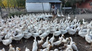 Ağrıda ıslık sesiyle yüzlerce kanatlı hayvanı toplayan gizemli olay