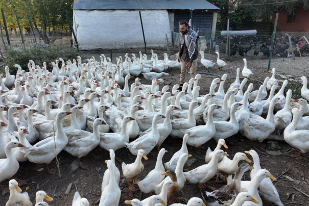 Ağrıda ıslık sesiyle yüzlerce kanatlı hayvanı toplayan gizemli olay