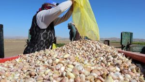 Aksaray’da Organik Sarımsak Ekimlerine Başlangıç Yapıldı