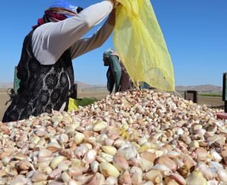 Aksaray’da Organik Sarımsak Ekimlerine Başlangıç Yapıldı