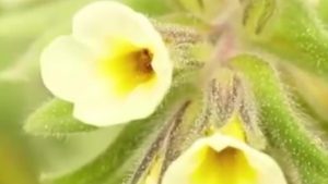 Amasya’da Endemik Bitkinin Yeni Yaşam Alanı Keşfi ve Taşınması