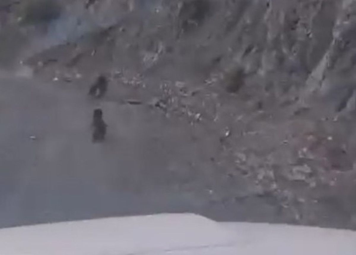 Bolu’da Anne Ayı ve Yavrusu Heyecan Dolu Dağ Yolculuğu