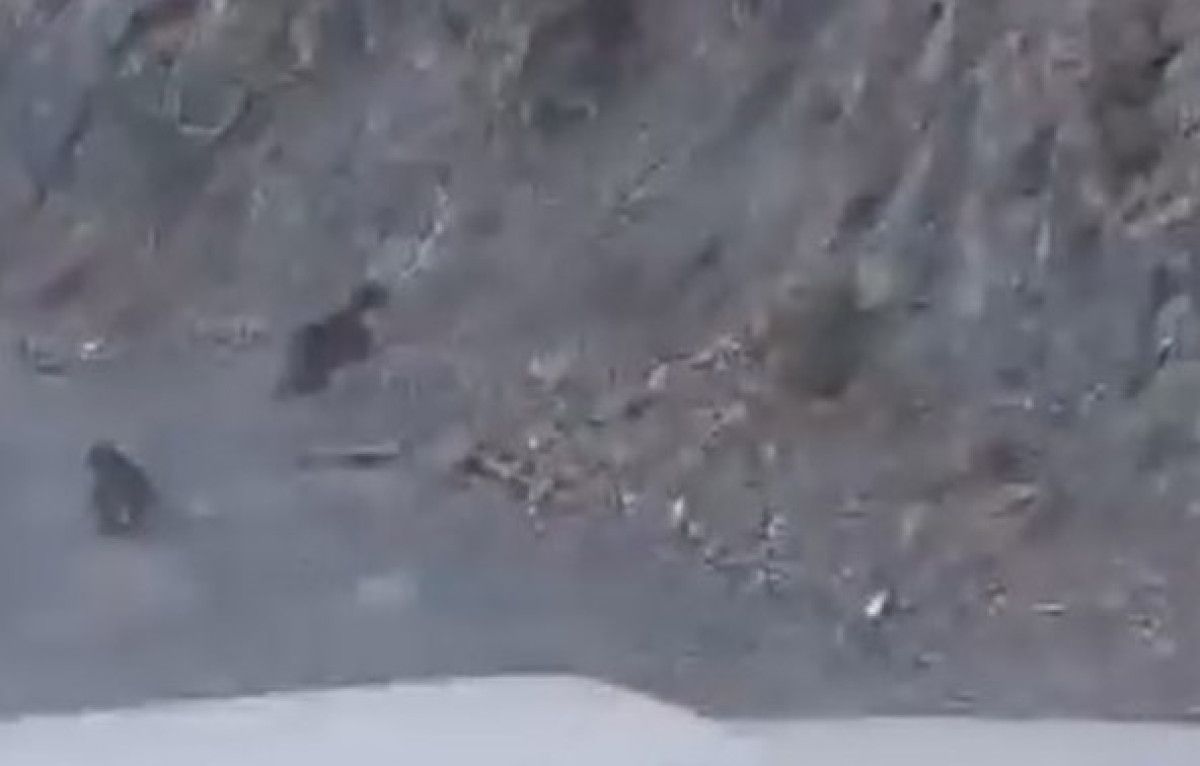 Bolu’da Anne Ayı ve Yavrusu Heyecan Dolu Dağ Yolculuğu