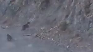 Bolu’da Anne Ayı ve Yavrusu Heyecan Dolu Dağ Yolculuğu