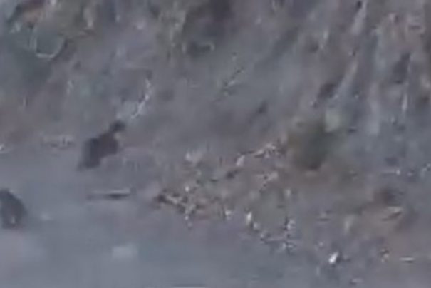 Bolu’da Anne Ayı ve Yavrusu Heyecan Dolu Dağ Yolculuğu